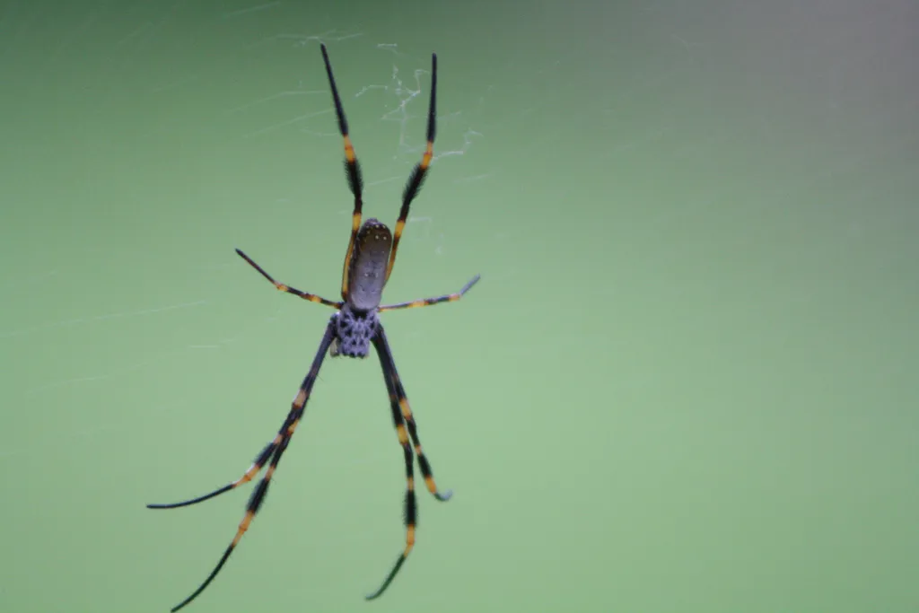 seo spider