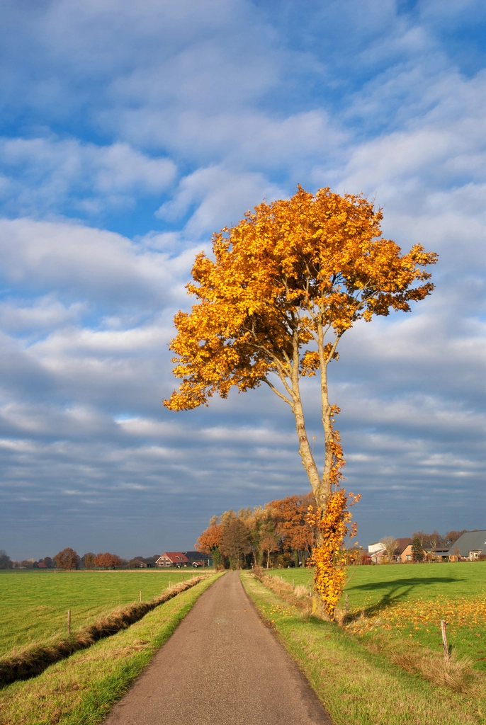 seo expert nederland